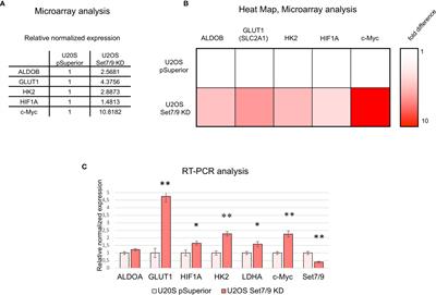 p53-Independent Effects of Set7/9 Lysine Methyltransferase on Metabolism of Non-Small Cell Lung Cancer Cells